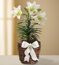 Easter Sentiments&trade; Sympathy Lily Plant