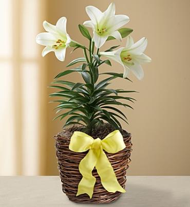 Easter Sentiments&trade; Lily Plant